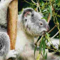 Koala Climbing Tree